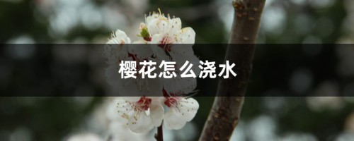 樱花怎么浇水