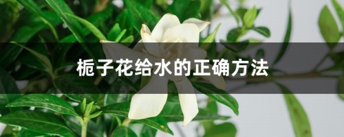 栀子花给水的正确方法，栀子花可以浇啤酒吗