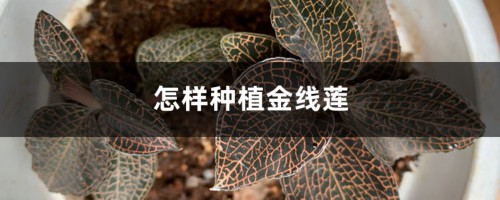 怎样种植金线莲，金线莲图片