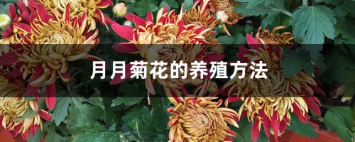 月月菊花的养殖方法