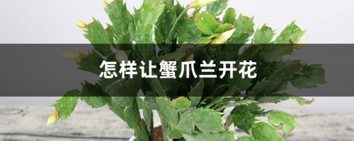 怎样让蟹爪兰开花（催花技巧）