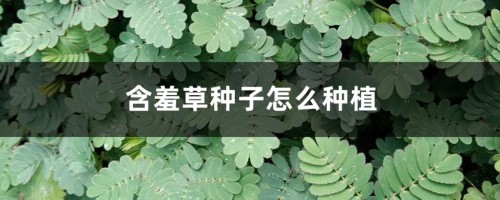 含羞草种子怎么种植