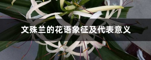 文殊兰的花语象征及代表意义