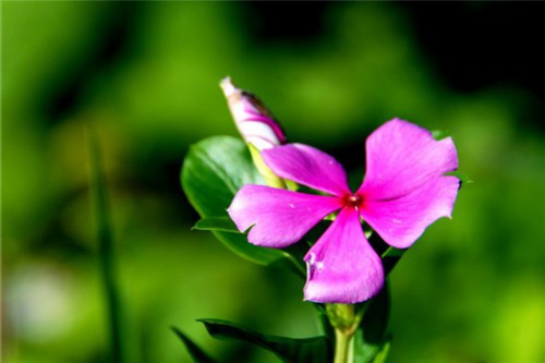 夏季给花浇水的5个要点