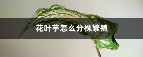 花叶芋怎么分株繁殖