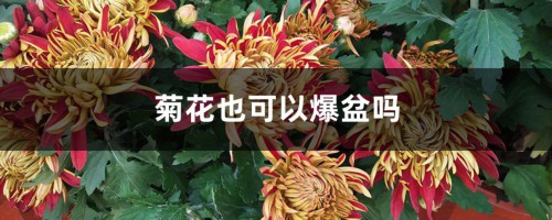 菊花也可以爆盆吗