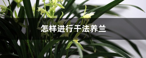 怎样进行干法养兰